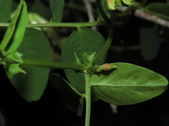 Vicia nigricans