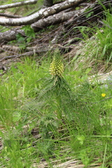 Pedicularis condensata