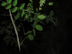 Vicia nigricans
