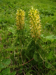 Pedicularis condensata