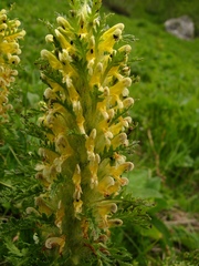 Pedicularis condensata