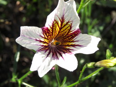 Salpiglossis sinuata