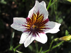 Salpiglossis sinuata