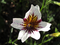 Salpiglossis sinuata