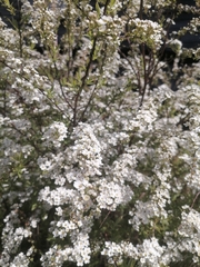 Spiraea cinerea