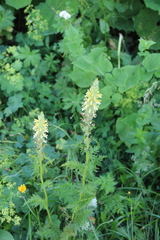 Pedicularis condensata