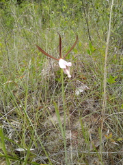 Cleistesiopsis oricamporum