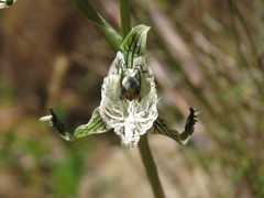 Chloraea prodigiosa