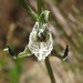 Chloraea prodigiosa - Photo (c) Nicolás Lavandero, some rights reserved (CC BY), uploaded by Nicolás Lavandero