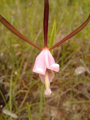 Cleistesiopsis oricamporum