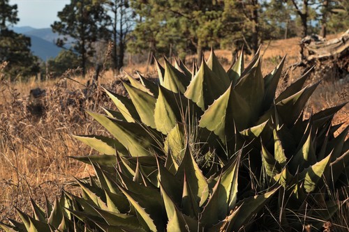 Agave gentryi