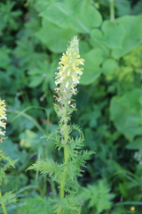 Pedicularis condensata