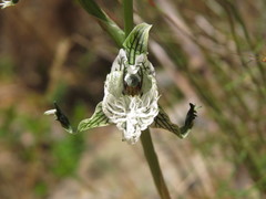 Chloraea prodigiosa