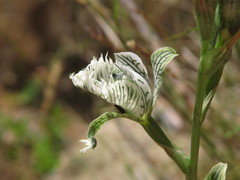 Chloraea prodigiosa