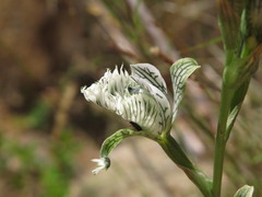 Chloraea prodigiosa