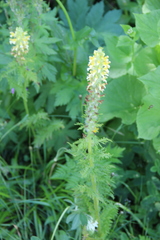 Pedicularis condensata