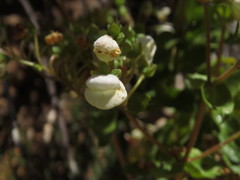 Calceolaria nitida