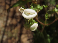 Calceolaria nitida