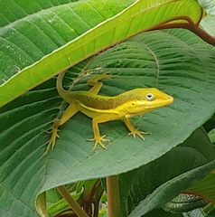 Krug's Anole photo 2