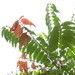 Ailanthus triphysa - Photo (c) Forestowlet, algunos derechos reservados (CC BY-SA)