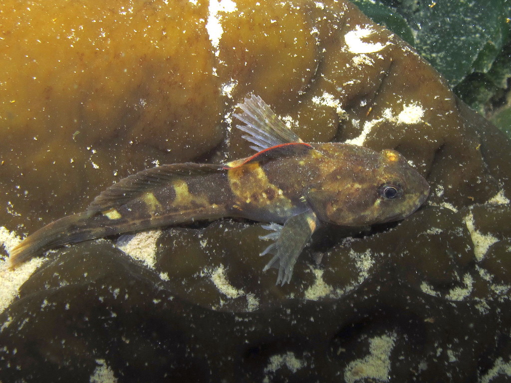 Rosylip Sculpin
