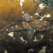 Ascelichthys rhodorus - Photo (c) Gregory C Jensen, algunos derechos reservados (CC BY-NC-ND), uploaded by Gregory C Jensen