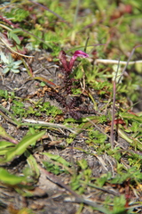 Pedicularis nordmanniana