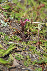 Pedicularis nordmanniana