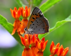 Lycaena phlaeas hypophlaeas