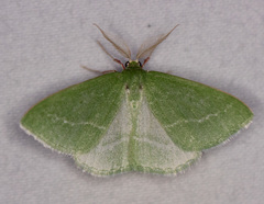 Synchlora faseolaria