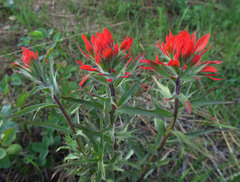 Castilleja hispida acuta