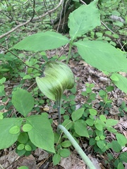 Arisaema triphyllum