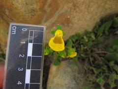 Calceolaria corymbosa mimuloides