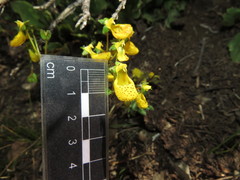 Calceolaria corymbosa mimuloides