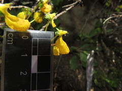 Calceolaria corymbosa mimuloides