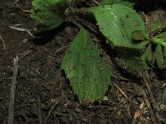 Calceolaria corymbosa mimuloides