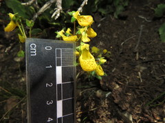 Calceolaria corymbosa mimuloides