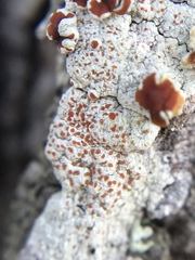 Haematomma accolens