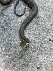 Regina septemvittata