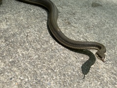 Regina septemvittata