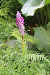 Pedicularis panjutinii