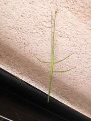 Bacillus rossius tripolitanus