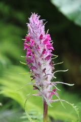 Pedicularis panjutinii