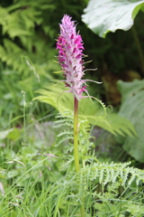 Pedicularis panjutinii