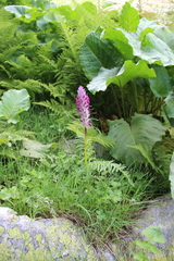 Pedicularis panjutinii