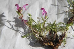 Pedicularis subrostrata