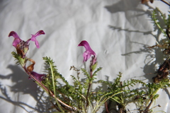 Pedicularis subrostrata