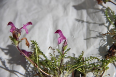 Pedicularis subrostrata