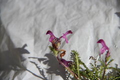 Pedicularis subrostrata