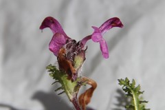 Pedicularis subrostrata